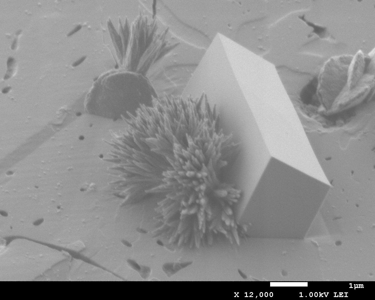 High resolution secondary electron micrograph of calcite and early C-S-H on a beta-dicalcium silicate surface